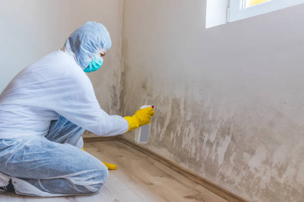 Mold Removal Process in Oakdale, NY